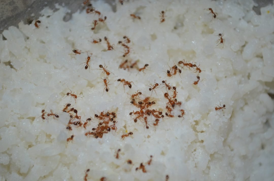 Маленькие Муравьи Фото